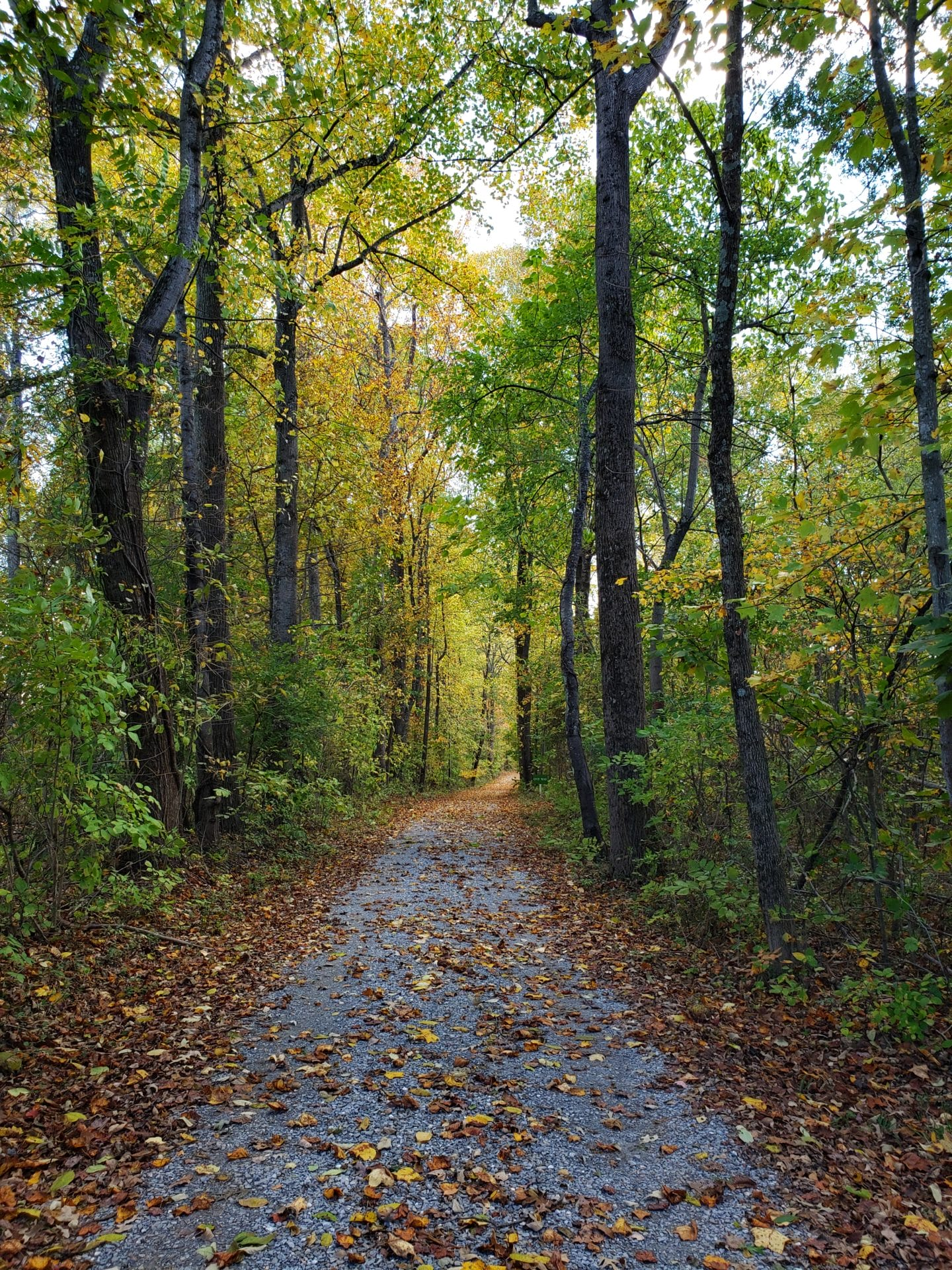 Forest Hiking Trail